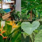 7 surprisingly 'big' plants you can grow on your balcony with the right care |