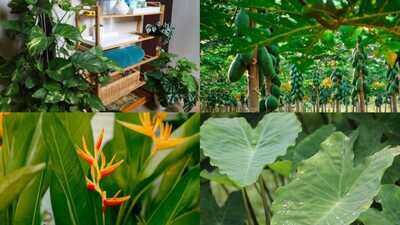 7 surprisingly 'big' plants you can grow on your balcony with the right care |