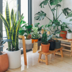 Diy Entryway Decor Ideas: 5 budget-friendly DIY entryway decor ideas using just plants and decorative pots that instantly upgrade the home