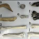 55 million-year-old penguin fossils reveal hidden chemical clues about Antarctica before the continent became frozen |