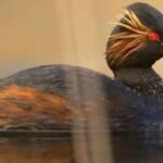 An English dumping ground for canal dredgings was restored as wetland; black-necked grebes rose from 4 breeding pairs to 35 in two years, and it now holds 64% of the UK population