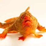 Photo Ark: Meet the red handfish, the critically endangered 'walking' fish that became Photo Ark's 18,000th species