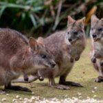 In 1912, New Zealand released wallabies near Rotorua; they now occupy more than 200,000 hectares and, if left unchecked, could spread across a third of the country by 2065, causing $84 million in damage a year