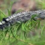 A moth outbreak has killed off forests across Siberia, now the flammable wood is causing wildfires that humans are unable to contain
