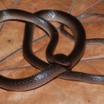 A new snake species discovered in the jungle has been named after Guns N’ Roses guitarist Slash; here’s why scientists chose the rock star’s name