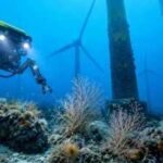 A robot explored the waters beneath 5 Scottish wind turbines and found 121 types of marine life, including possible young deep-water corals