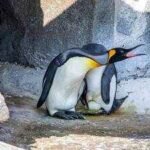 Meet the world’s highest-ranking penguin Sir Nils Olav III, set to become a father after partner lays egg; Edinburgh Zoo welcomes first king penguin egg in 17 years