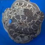 A Texas homeowner thought they had a snake problem. Then more than 20 rattlesnakes emerged from beneath the house