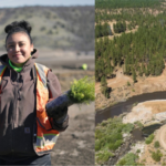 After America's largest dam removal, the Yurok Tribe is bringing an entire river back to life by planting millions of native seeds |