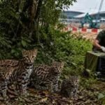 After months of tracking, volunteers found five leopard cats breeding in Changi’s forest, but Terminal 5 construction is forcing them to relocate |