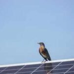 AI cameras watched birds around solar panels for 17,000 hours and recorded no collisions; scientists are now testing the system in 7 US states |