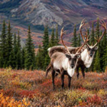 Alaska’s tundra looks like frozen ground, but beneath it lies ancient carbon a climate warning worth $43 trillion