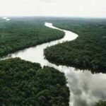 In 2003, China planted small islands of native trees along a degraded river; 20 years later they held only 19–30% of an intact forest’s diversity and biomass