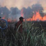 Wildfires came within metres of rescued orangutans in Indonesia; staff fought the blaze into the night and moved 60 animals to safer enclosures