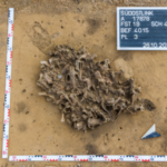 Archaeologists found a 7,000-year-old pit packed with beaver bones; it reveals how Europe's first farmers used animal fur | World News