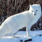 Fur traders introduced Arctic foxes across Alaska's Aleutian Islands to produce pelts; by killing seabirds, the foxes helped turn lush grasslands into tundra