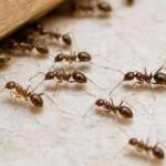 California scientists poisoned invasive Argentine ant colonies with two common baits; one sent workers roaming before death, the other made them stop searching for food and cluster near water