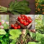 Best Seeds To Sow In August: August gardening guide: Which are the best seeds to sow this month