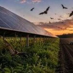 Bat activity jumped 50% over Midwest solar farms as farmers planted nearby fields, and researchers think vegetation beneath panels may be the reason