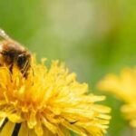 Why August can become a hungry month for honeybees, despite summer still being in full swing