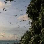 In 2024, Palau removed invasive rats from Ulong Island; one year later, fish biomass rose 183% and leaf nitrogen increased about 80% at one reef site