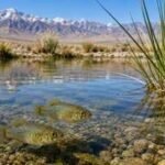 California biologist Phil Pister saved the last Owens pupfish from extinction in 1969 by carrying every surviving fish in two buckets