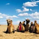 When a mother camel rejects her newborn, Mongolian herders sing to reunite them; the centuries-old tradition is UNESCO-recognised