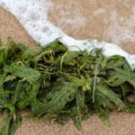 In 2000, an aquarium plant escaped into California waters; removing the ‘killer algae’ took six years and over $7 million