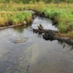 In 2010, a Massachusetts cranberry farm began returning to wetland; 225 acres and 3 miles of stream were restored, and thousands of migratory fish returned