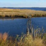 In 1954, aviation pioneer Glenn L. Martin donated over 2,500 acres of his Chesapeake Bay hunting preserve; today the refuge spans 4,548 acres and protects migratory birds