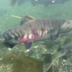 In the early 1990s, fewer than 1,000 threatened chum salmon returned to this Washington watershed; recent returns average 32,600 a year as a $9.7 million river restoration nears completion