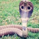 15 common mistakes that can attract snakes to your yard and garden