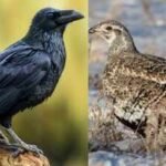 Why wildlife managers are coating raven eggs with nontoxic oil to protect sage-grouse