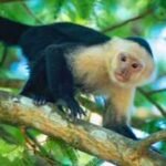 Costa Rica scientists placed an AI touchscreen in a wild forest; 16 capuchin monkeys used it for banana rewards and some learned to kiss the screen