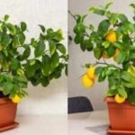 Dwarf Lemon Trees: Small space, big harvest: Why every home needs a dwarf lemon tree
