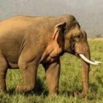 Tragic tale: In 1962, Oklahoma researchers gave 14-year-old elephant Tusko 297 mg of LSD, the largest single dose ever administered; he collapsed within five minutes and died 100 minutes later