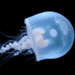In 1991, NASA sent jellyfish into space, but many struggled to swim properly after returning to Earth |