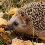 In 1885, New Zealand released European hedgehogs as garden pest killers; 140 years later, DOC calls them a major threat to native wildlife and one can empty an endangered tern colony of nesting birds