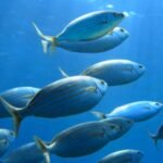 Fish may know who you are: Wild seabream fish learned to identify the diver associated with food, study finds