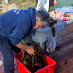 New Zealand opens five marine reserves with groundbreaking Maori co-management model to protect Otago’s coastal ecosystems﻿ | World News
