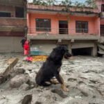Nepal Flood Dog Tragedy: Nepal tragedy: Owners missing, dog refuses to leave flood-hit Trishuli home