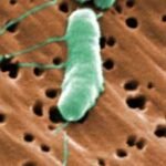 Florida's first flesh-eating bacteria death of 2026 raises concerns during beach season as warm waters fuel infections |