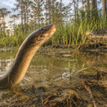 Florida’s Everglades face new threat as an invasive Asian swamp eel wipes out local crayfish and frogs and could be more destructive than the Burmese python |