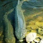 For decades, scientists estimated lake sturgeon lived for 150 years. New evidence suggests some Great Lakes fish may reach more than 400 years