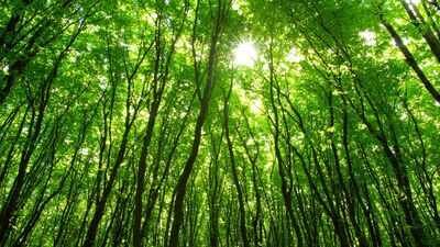 Scientists tracked global forest photosynthesis for 20 years and found species-rich forests improved faster; biodiversity loss could reduce the trend by up to 17% by 2050
