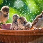 DIY garden birdbath: 5 easy ideas using old household items |