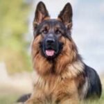 Is this hugely popular breed really built for our climate?