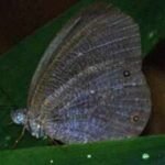 Butterflies are changing where they live across the planet, with climate and extreme weather driving most documented shifts