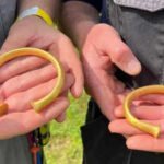 A British metal detectorist thought he'd found a bull's nose ring; it was actually a Bronze Age gold bracelet, and then two more appeared | World News
