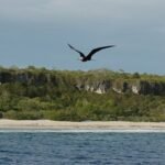In 2011, conservationists dropped 75 tonnes of poisoned bait on Henderson Island; only about 60–80 rats survived, but within two years their population was back to roughly two-thirds of its former level